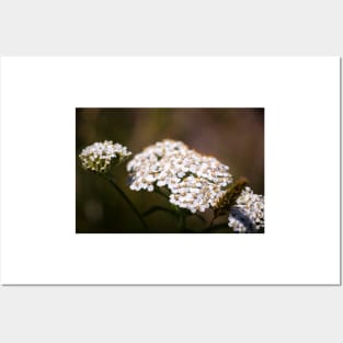 Close-up of yarrow flowers Posters and Art